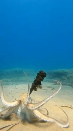 Video post from beautiful_octopus_1.