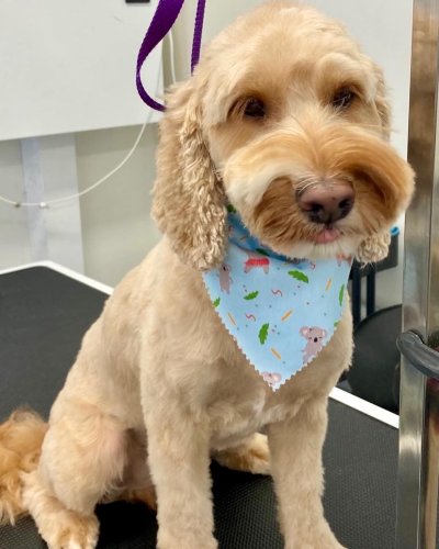 Carousel post from k9playtimedoggydaycare.