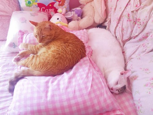 Photo post from margaritabloom.