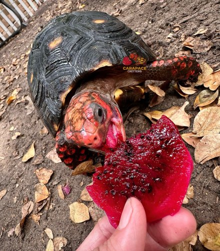 Photo post from carapacecritters.