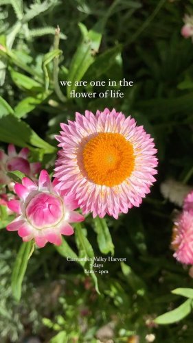 Video post from currumbinvalleyharvest.