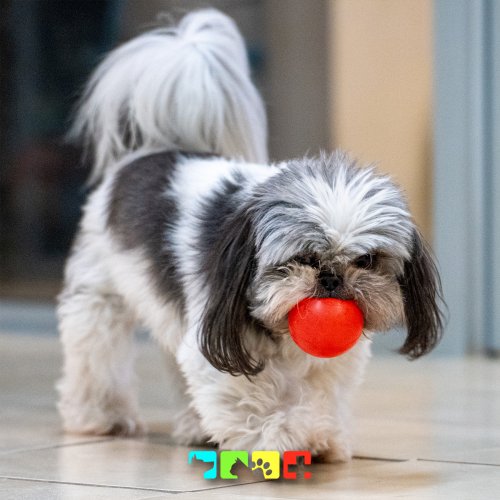 Photo post from medicalpettj.