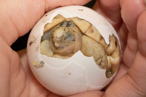 Photo post from carapacecritters.