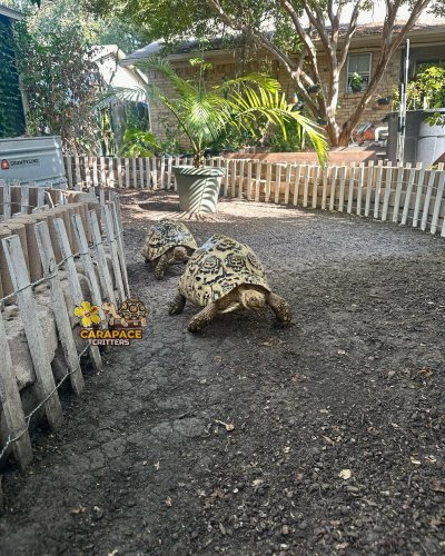 Carousel post from carapacecritters.