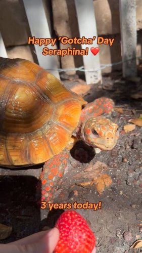 Video post from carapacecritters.