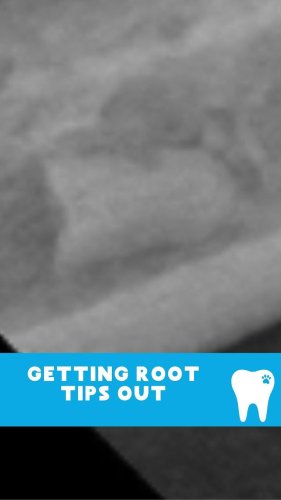Video post from toothy.thomson.