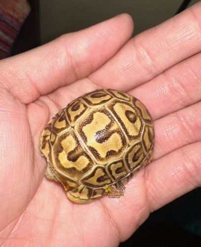 Photo post from carapacecritters.