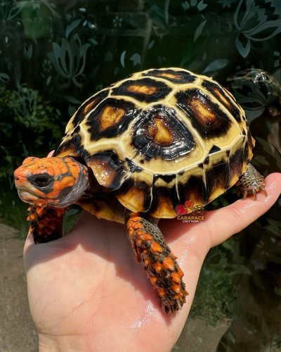 Carousel post from carapacecritters.