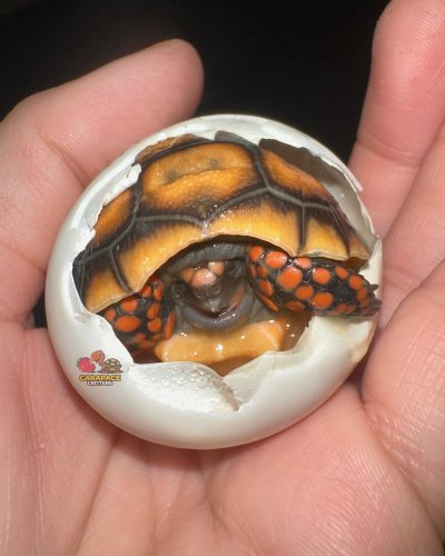 Photo post from carapacecritters.