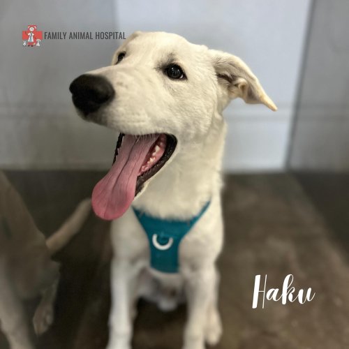 Carousel post from familyanimalhospitalcm.