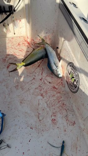 Video post from ejs_fishing_charters.