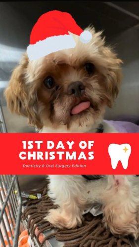 Video post from toothy.thomson.