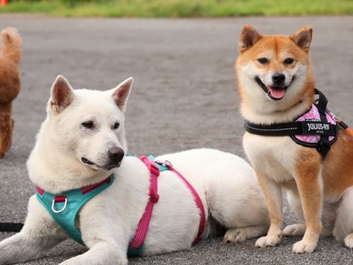 公益社団法人 日本犬保存会 – 日本犬保存会｜柴犬・紀州犬・四国犬・甲斐犬・北海道犬・秋田犬