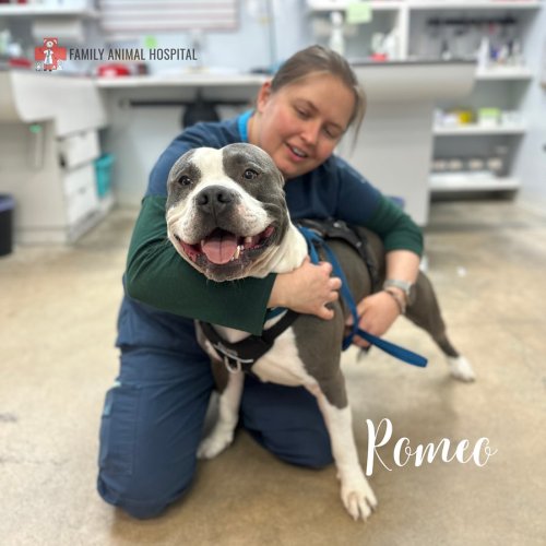 Photo post from familyanimalhospitalcm.