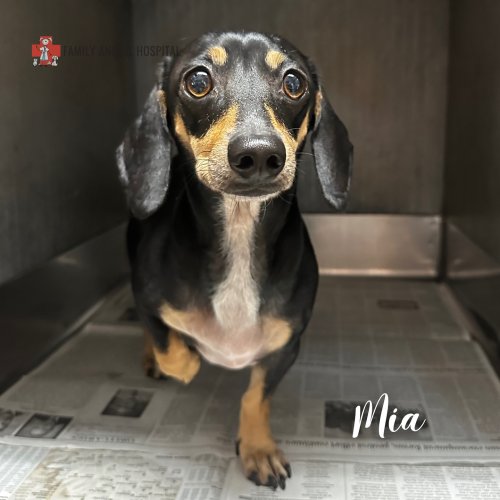 Photo post from familyanimalhospitalcm.