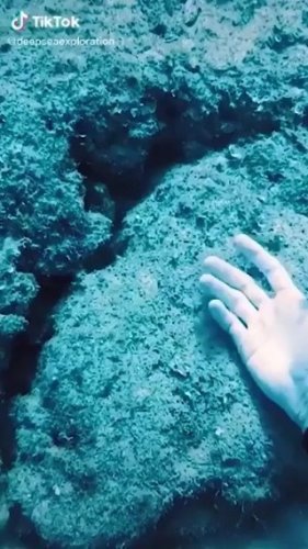 Video post from beautiful_octopus_1.