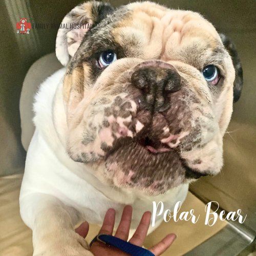 Photo post from familyanimalhospitalcm.