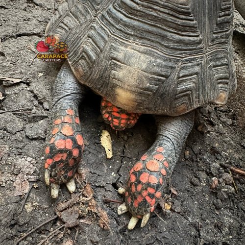 Photo post from carapacecritters.