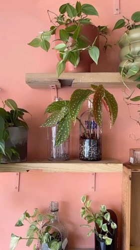 Video post from crane_living.