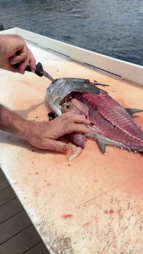 Video post from ejs_fishing_charters.