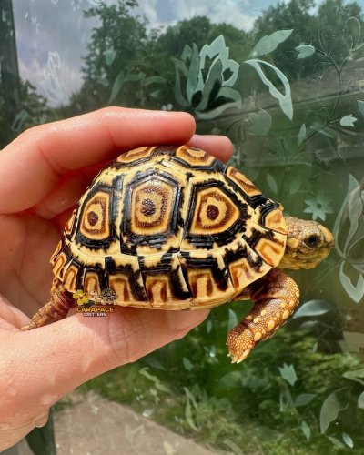 Photo post from carapacecritters.