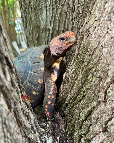 Photo post from carapacecritters.