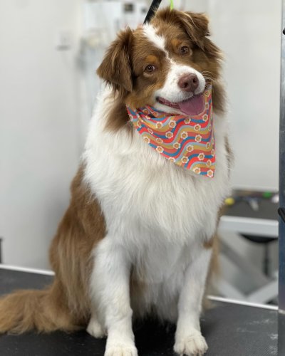 Carousel post from k9playtimedoggydaycare.