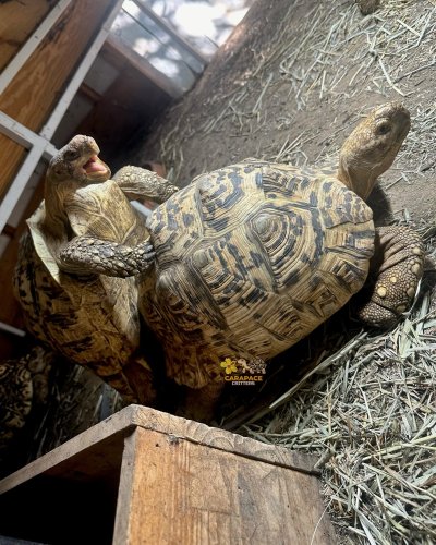 Photo post from carapacecritters.