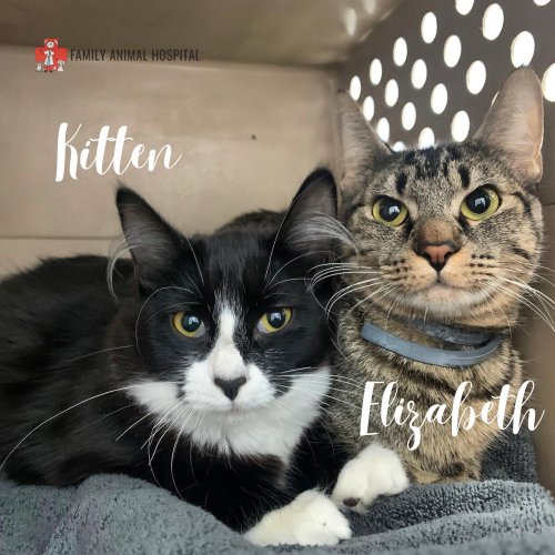 Photo post from familyanimalhospitalcm.