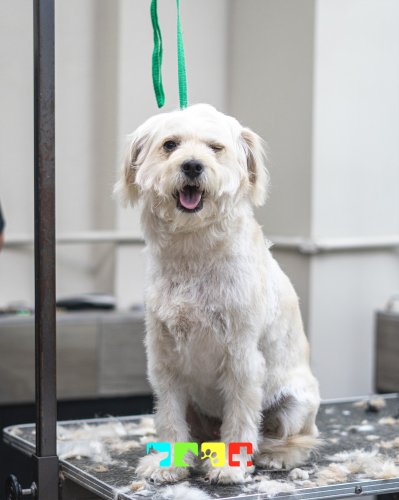 Photo post from medicalpettj.