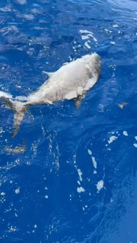 Video post from ejs_fishing_charters.