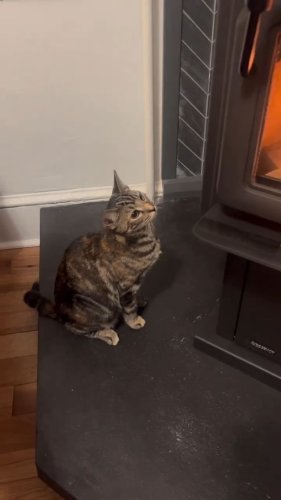 Video post from regencyfire.