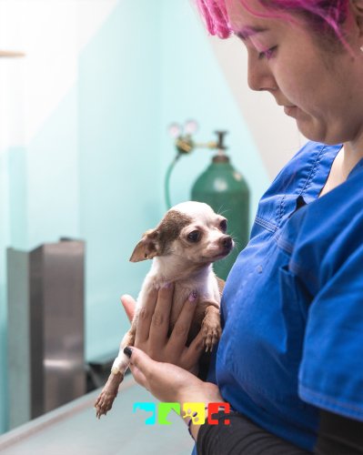 Carousel post from medicalpettj.