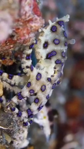 Video post from beautiful_octopus_1.