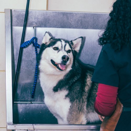 Photo post from medicalpettj.