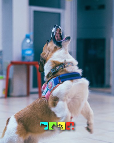 Photo post from medicalpettj.