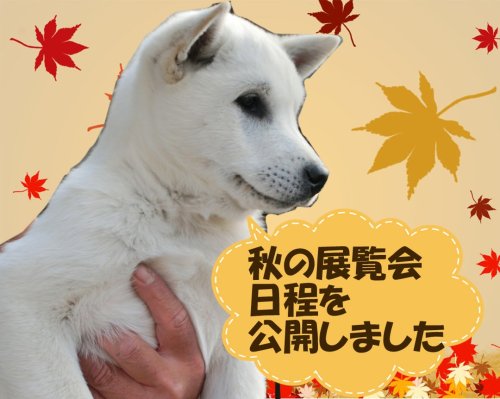 公益社団法人 日本犬保存会 – 日本犬保存会｜柴犬・紀州犬・四国犬・甲斐犬・北海道犬・秋田犬