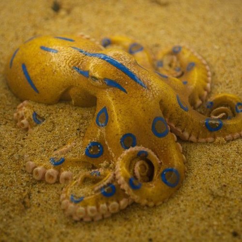 Photo post from beautiful_octopus_1.