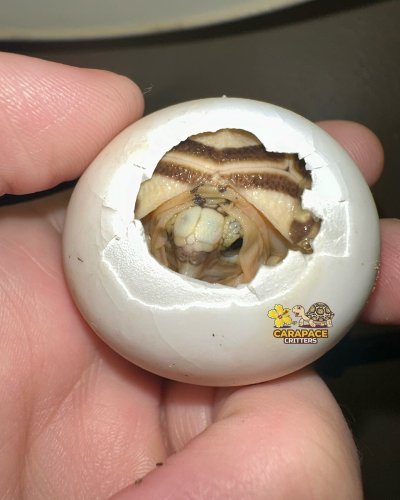 Photo post from carapacecritters.