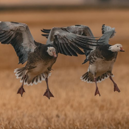 Carousel post from northernskiesoutfitters.