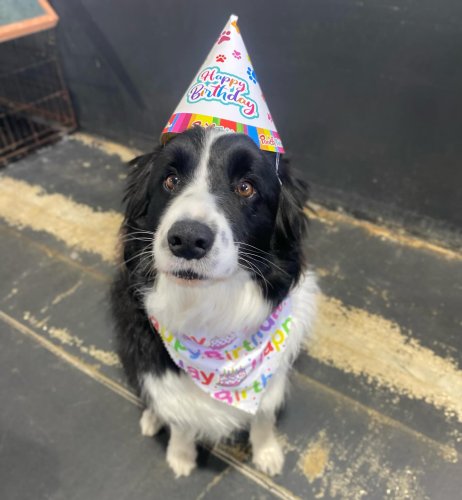 Carousel post from k9playtimedoggydaycare.