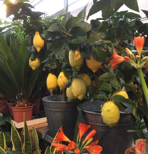 Photo post from blomsterborsen.