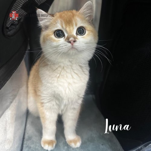 Photo post from familyanimalhospitalcm.