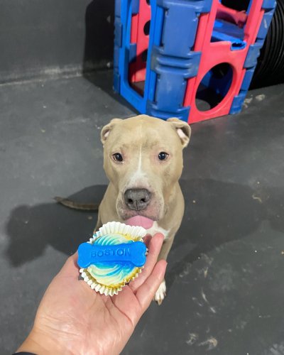 Carousel post from k9playtimedoggydaycare.