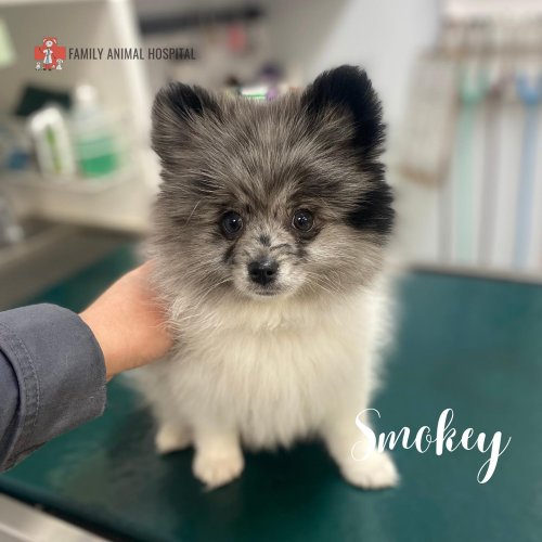 Carousel post from familyanimalhospitalcm.