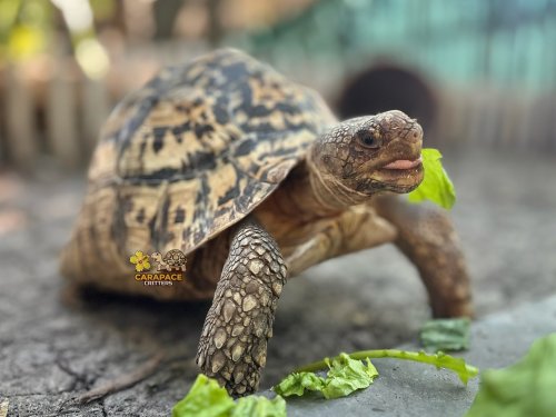 Photo post from carapacecritters.