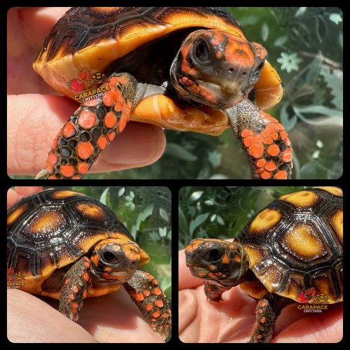 Photo post from carapacecritters.