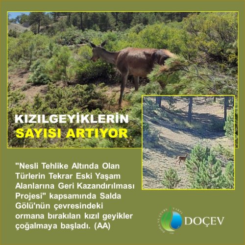Photo post from dogavecevrevakfi.
