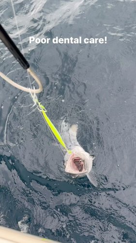 Video post from ejs_fishing_charters.