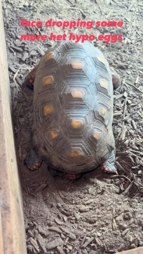 Video post from carapacecritters.